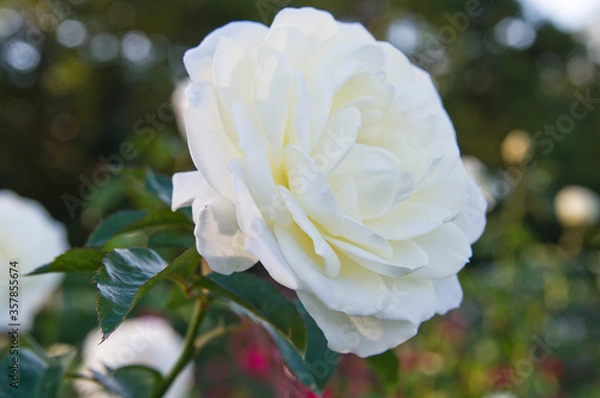 Obraz The name of this rose is "Iceberg (Schneewittchen)".