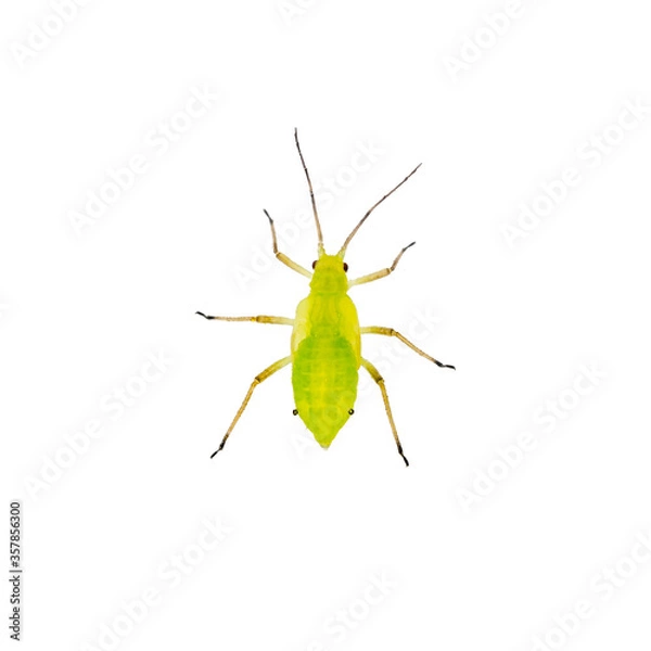 Obraz Green Fly or Aphid Parasite Insect Isolated on White Background