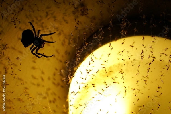 Fototapeta spider on the web