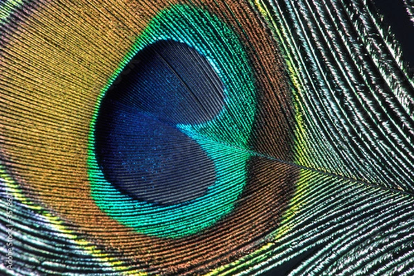 Fototapeta peacock feather closeup