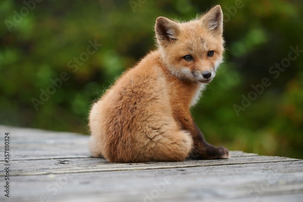 Fototapeta Wild baby red foxes at the beach, June 2020, Nova Scotia, Canada