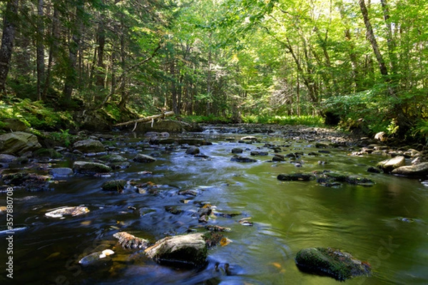 Obraz river in the forest