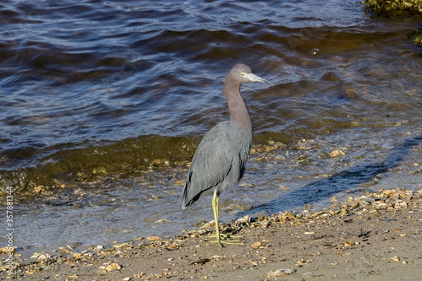Obraz great blue heron