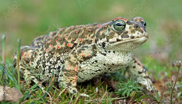 Obraz Natterjack toad (Epidalea calamita)
