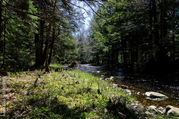 Obraz stream in the woods