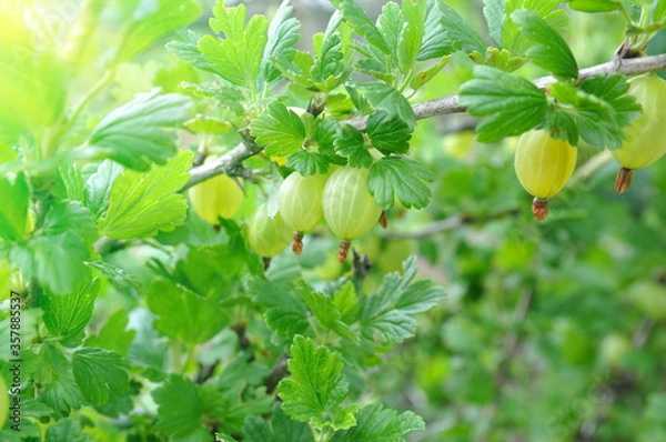 Obraz Gooseberries on a branch in the garden under the rays of the summer sun.