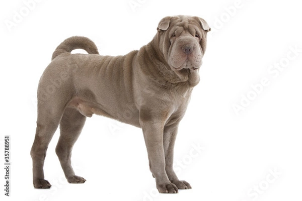 Obraz shar pei debout de profil