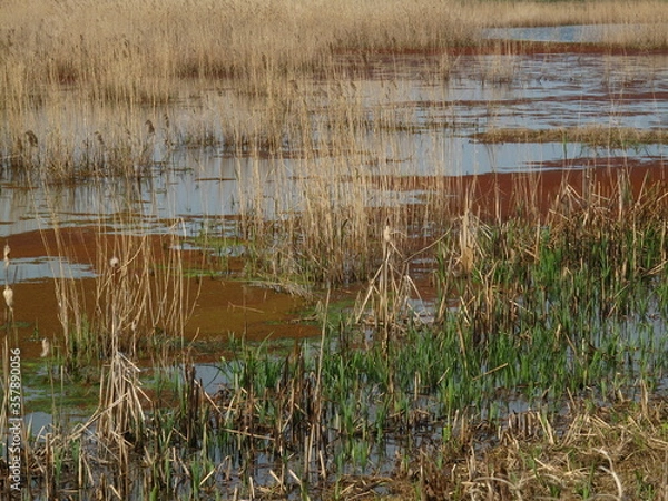 Obraz trzciny w lagunie