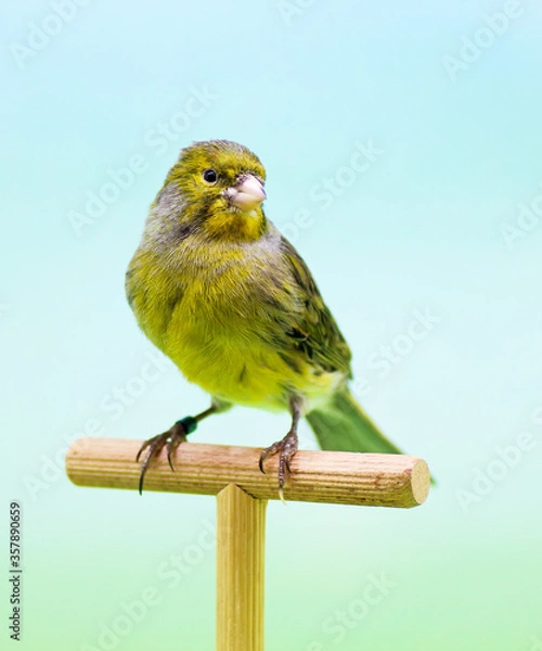 Obraz Canary (Serinus canaria).