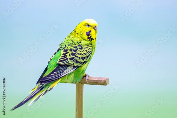 Obraz Budgerigar (Melopsittacus undulatus).