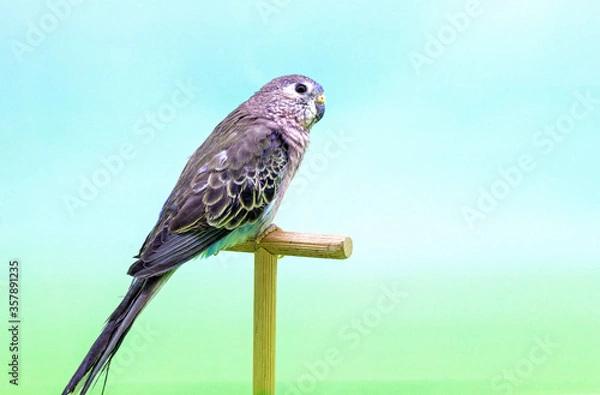 Obraz Bourke's parrot (Neophema bourkii).