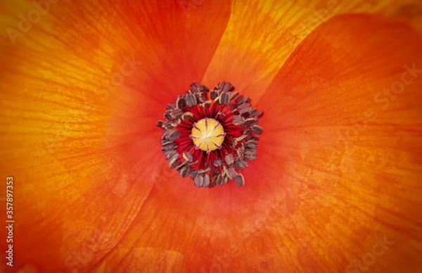 Fototapeta Pétalos de amapola