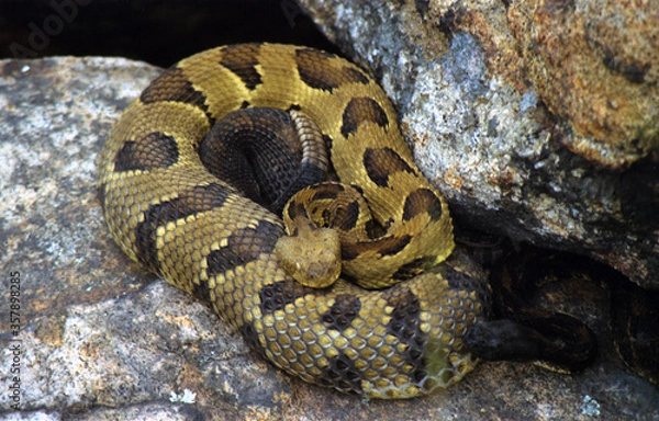 Obraz Timber Rattlesnake