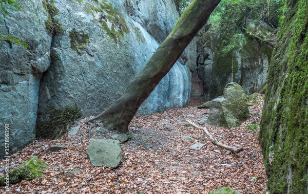 Fototapeta Sendero de montaña que discurre entre tronco de árbol inclinado y rocas con musgo verde con suelo lleno de hojas. 