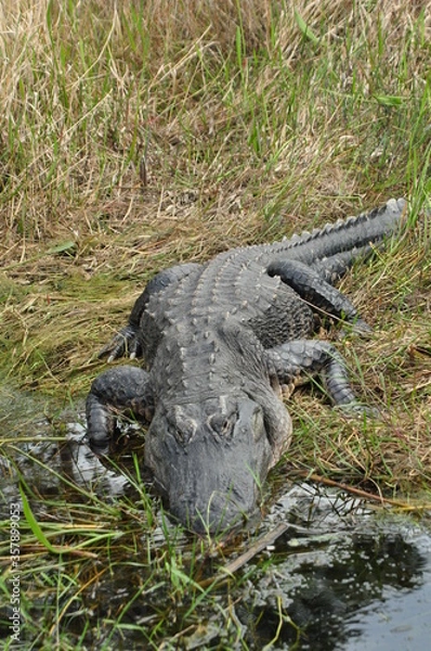 Obraz Alligator in Florida marsh