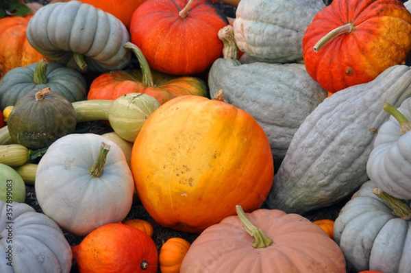Obraz Pile of pumpkins