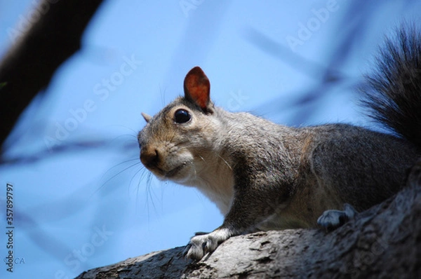 Obraz Gray squirrel in a tree