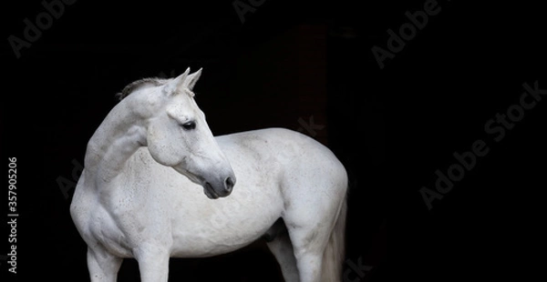 Obraz white horse portrait