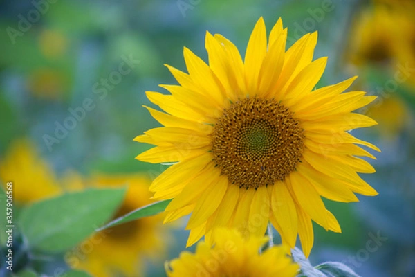 Obraz Sunflower macro with bokeh background