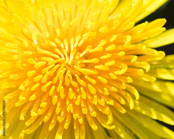 Fototapeta Macro of a large yellow dandelion close-up with a blooming flower Bud. Bud yellow of a dandelion. Spring flowering of wild flowers. Petals close-up. Yellow flower Bud.