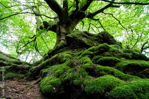 Fototapeta tree in the forest