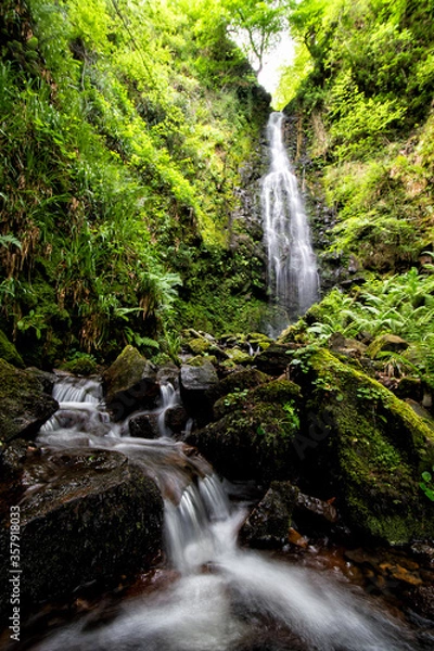 Fototapeta waterfall in the forest