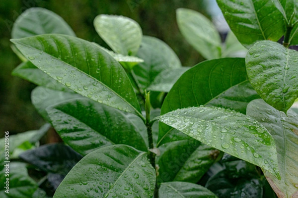 Obraz green leaves with drops