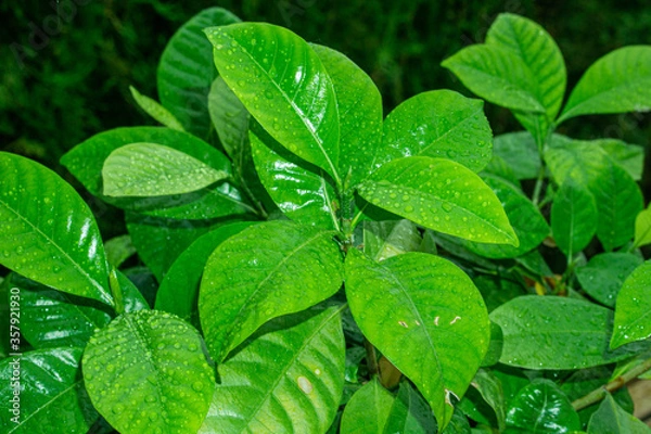 Obraz fresh watered leaves