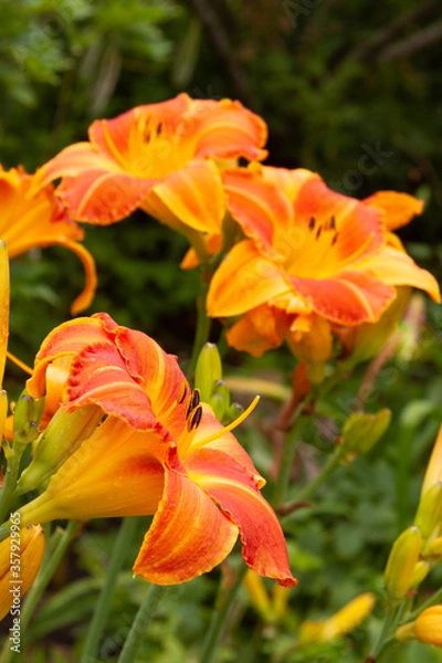 Obraz orange daylilies
