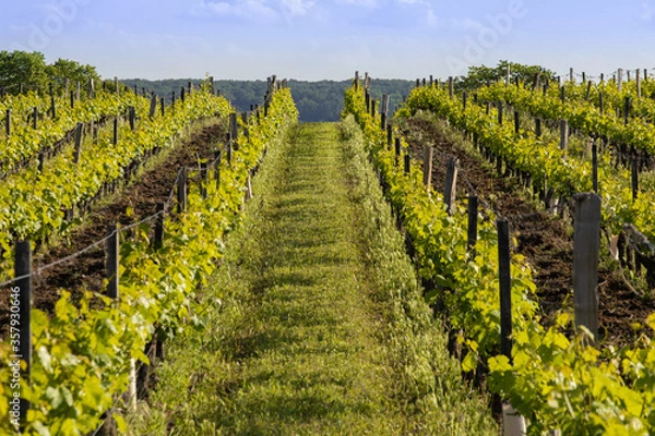 Fototapeta Vue d'un vignoble en été à Chinon en Indre et Loire. Vigne de Touraine