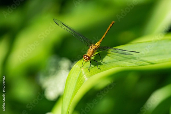 Obraz Meadowhawk Dragonfly in Springtime