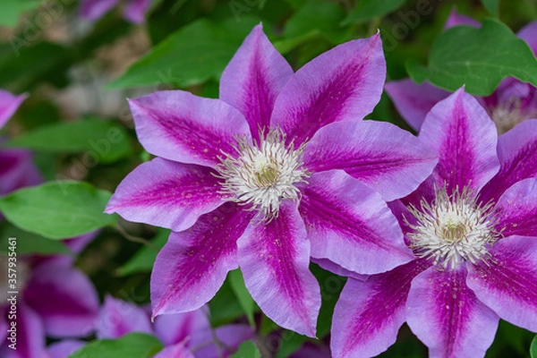 Obraz Clematis Flowers in Bloom in Springtime