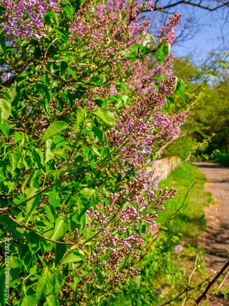 Fototapeta Flowering lilac shrub on the side of the pathway with a stone wall