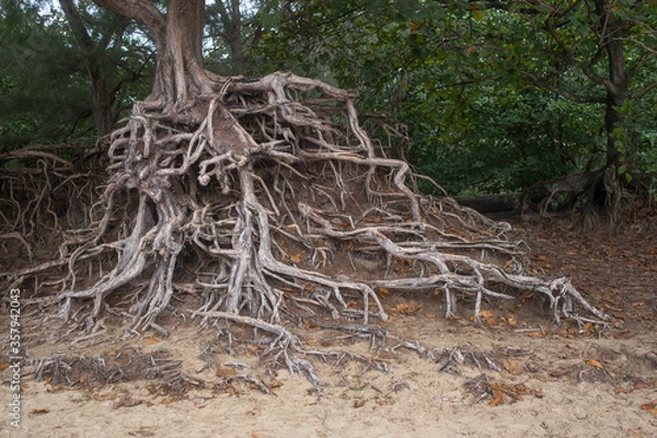 Fototapeta Exposed, gnarled roots of a tree growing on Ke'e Beach on the north shore of the Island of Kauai (Hawaii).