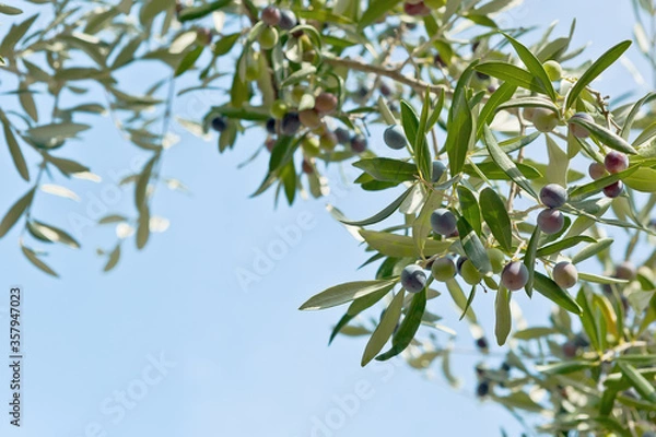 Fototapeta Branch of the olive tree with fruits and leaves. Natural green background with selective focus. Crop for the production of olive oil