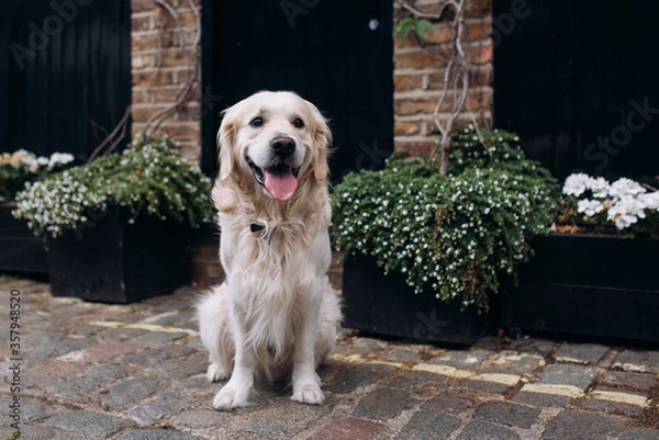 Obraz Golden retriever dog sitting in front of the house