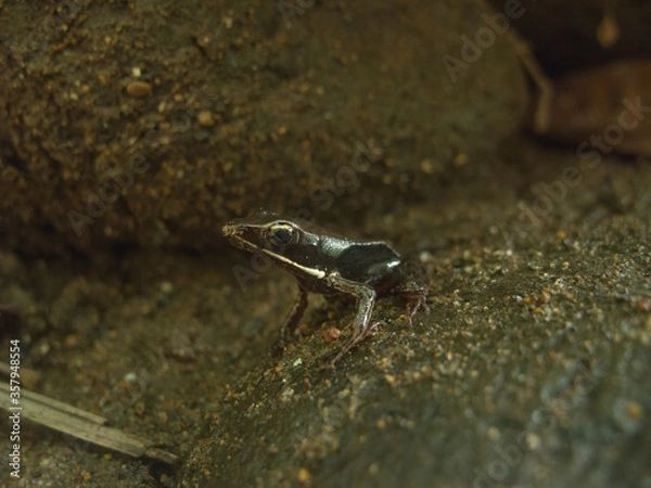 Fototapeta frog on the stone