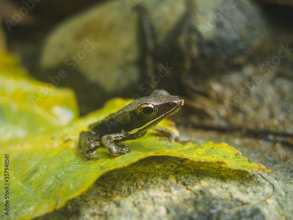 Fototapeta Frog sitting on a leaf