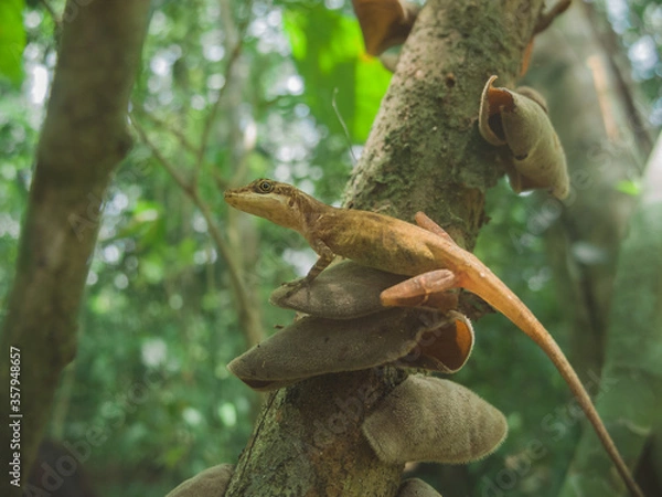 Fototapeta Small lizard on a tree
