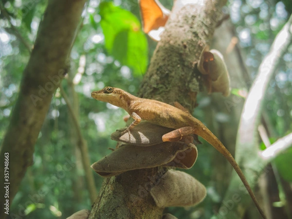 Fototapeta lizard on a tree