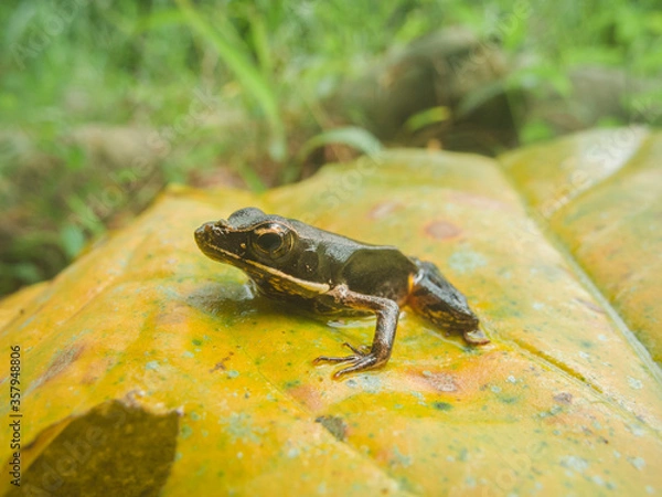 Fototapeta frog on a yellow leaf