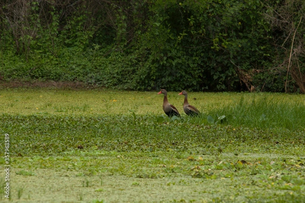 Fototapeta Patos pollean