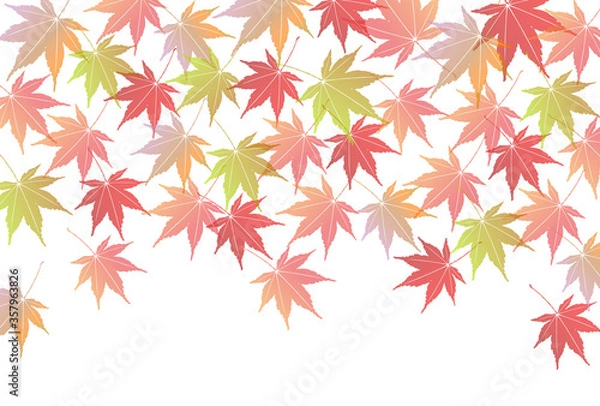 Fototapeta 紅葉　もみじ　秋　背景