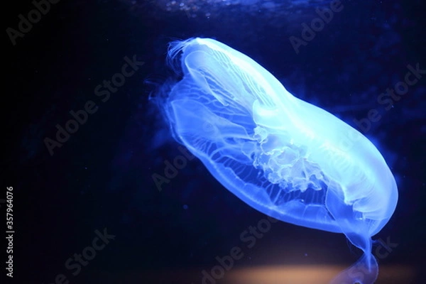 Obraz 水槽のクラゲ