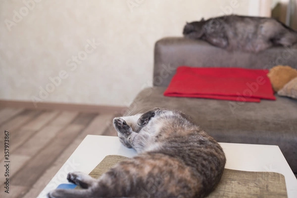 Fototapeta Young cat lies on a table and a cat sleeps on sofa