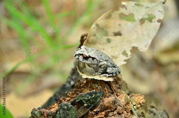 Obraz frog on the ground