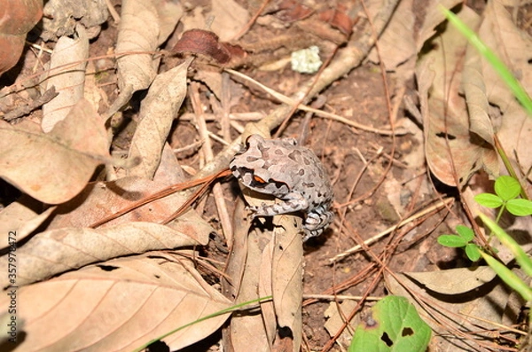 Obraz frog on a leaf