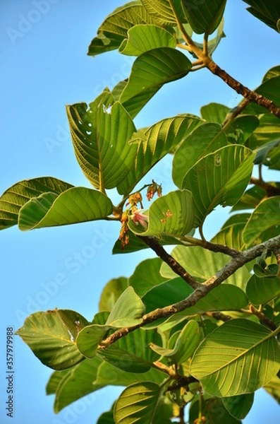 Obraz Dipterocarpus intricatus
