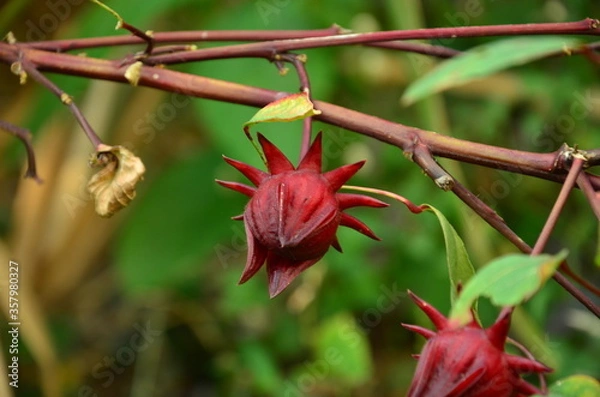 Obraz Hibiscus fruit is rip.