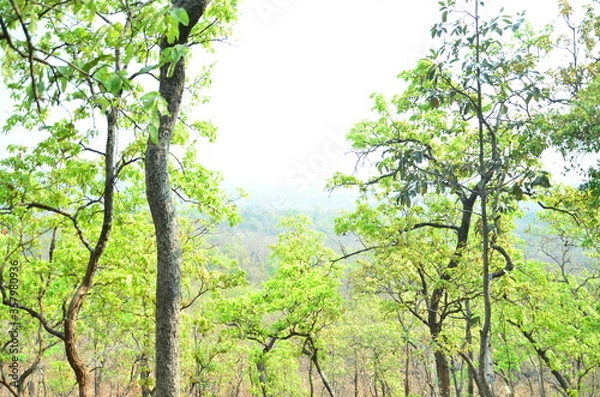 Obraz green tree in the forest